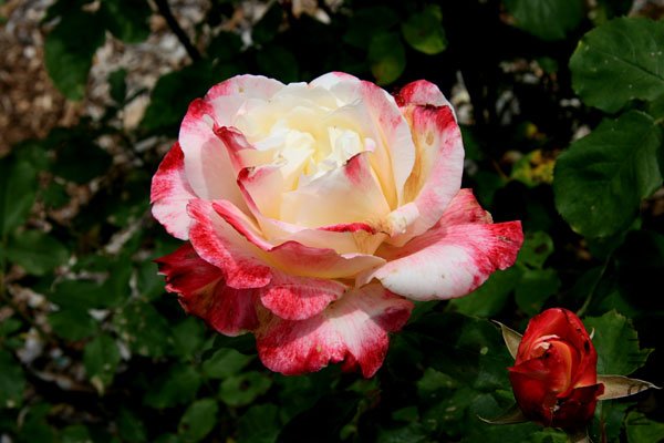 �ÿ��Ĳ�����TUT�в�������