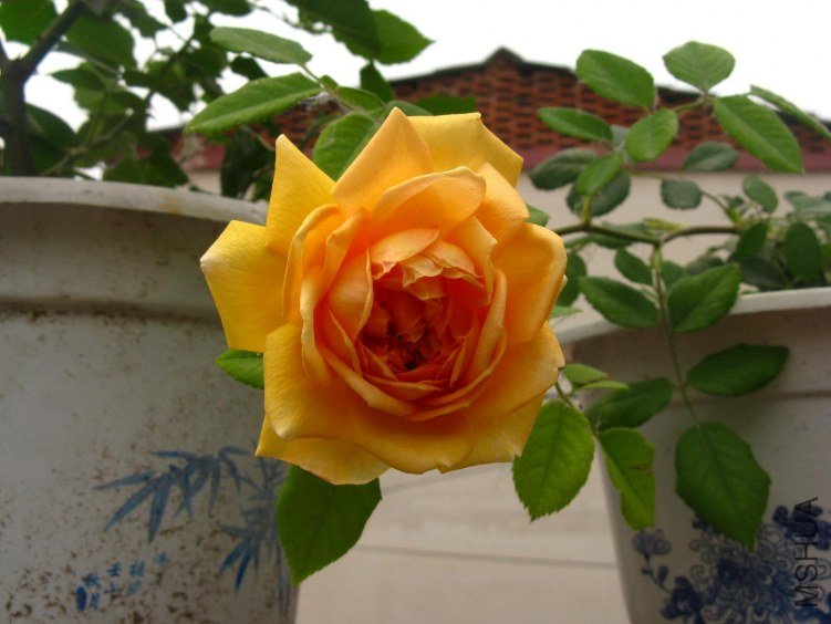 IMG_1881.JPG