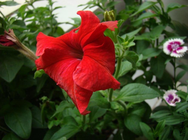 DSC04375.JPG