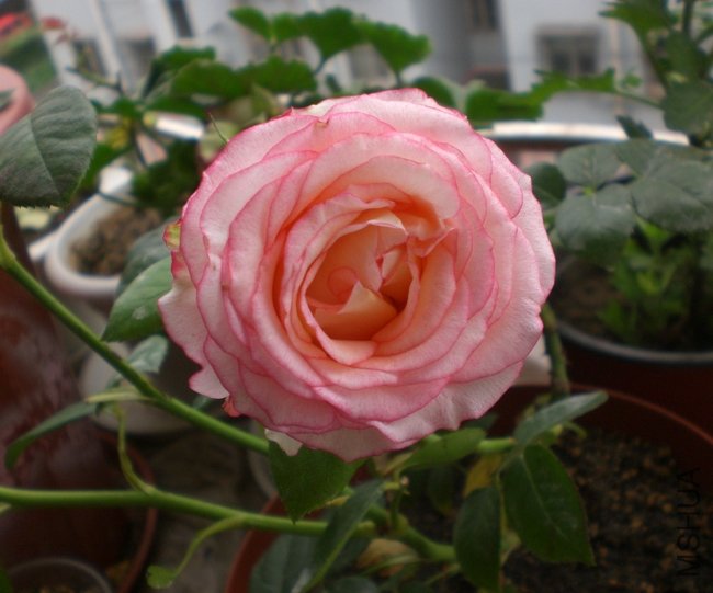 CIMG9887.JPG