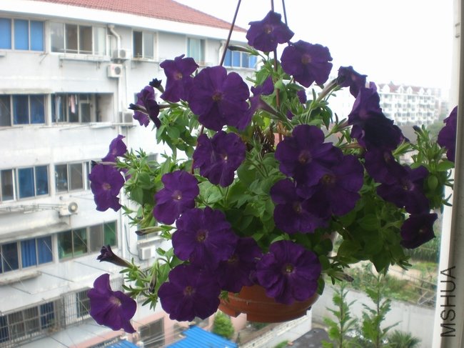 CIMG9898.JPG