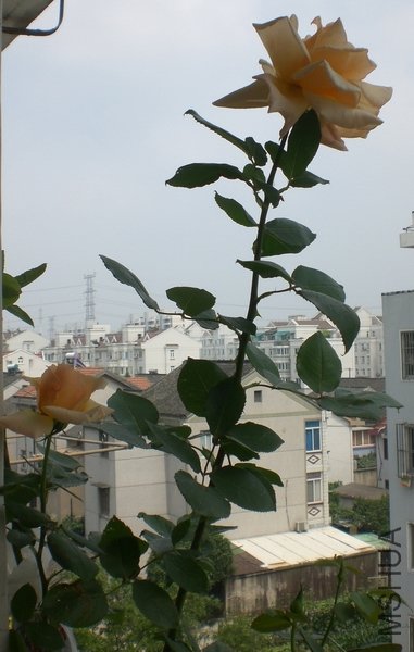 CIMG9905.JPG
