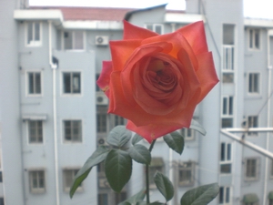 CIMG6262.JPG