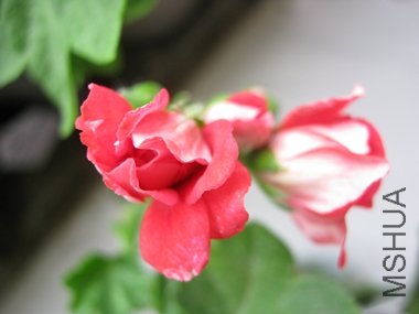 IMG_4863.JPG