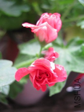IMG_4865.jpg