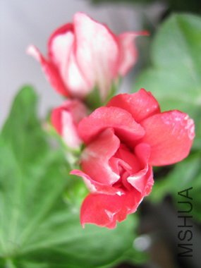 IMG_4867.jpg