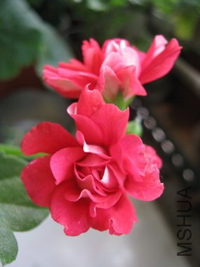 IMG_4888.jpg