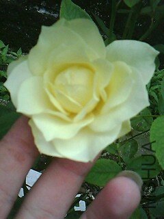 IMG0233A_����.jpg