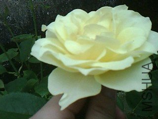 IMG0234A_����.jpg