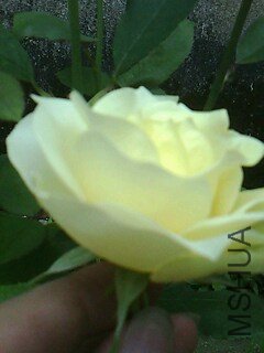 IMG0236A_����.jpg