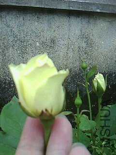 IMG0237A_����.jpg