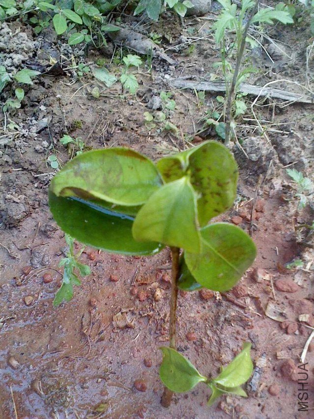 IMG0614173600.jpg