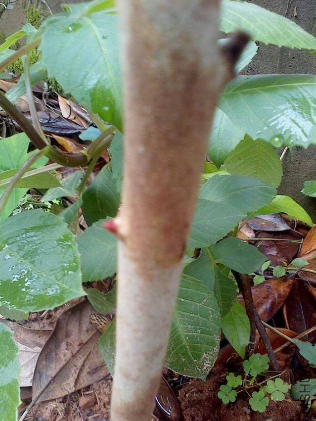 IMG0611120800.jpg