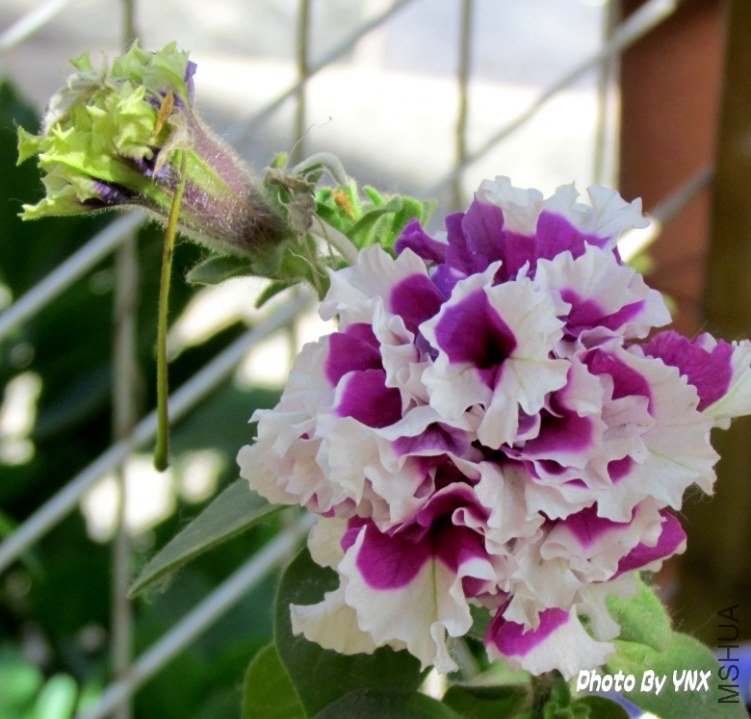 2011.5.12 010_conew1.jpg