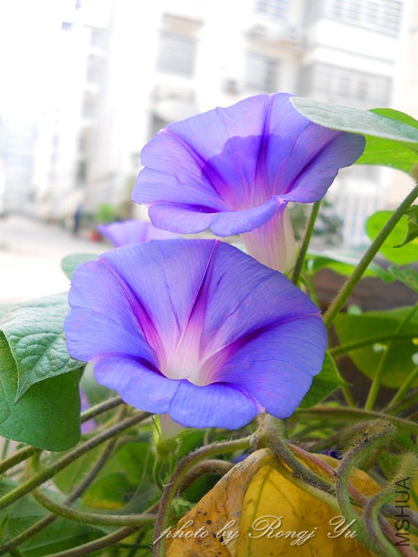 ǣţ����1.jpg