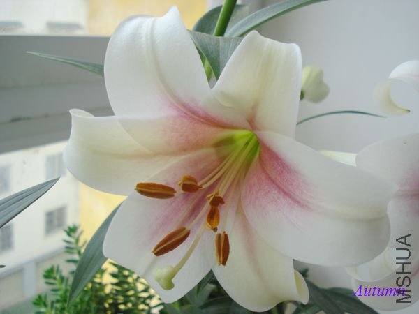 ���ﰺ����  2.jpg