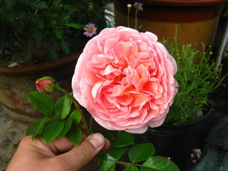 IMG_1764.JPG