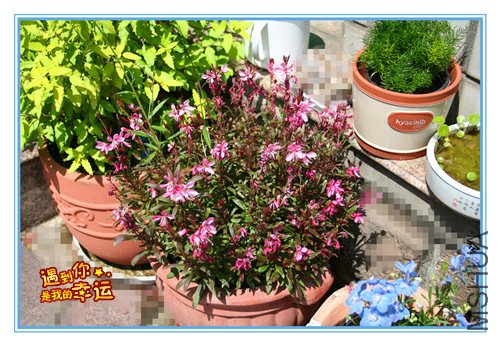 ��Ƭ 050_����ɽ�Ҳݡ��������.jpg