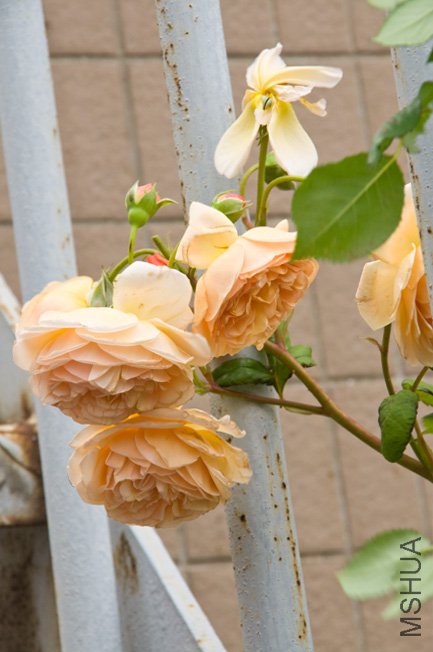 DSC_0009.JPG