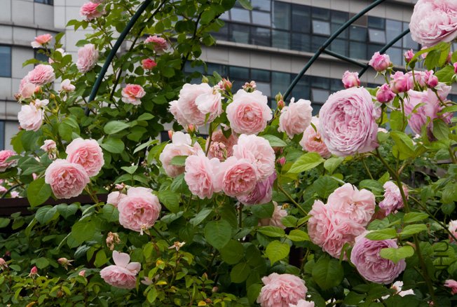 DSC_0016b.jpg