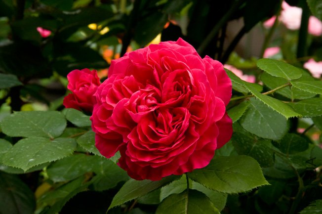 DSC_0029b.jpg