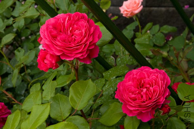 DSC_0030b.jpg