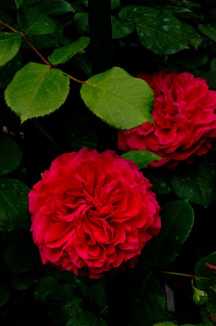 DSC_0088b.jpg