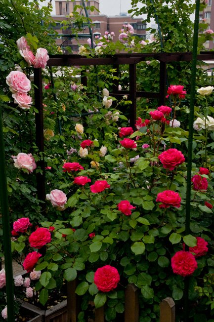 DSC_0087b.jpg