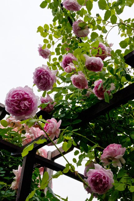 DSC_0084b.jpg