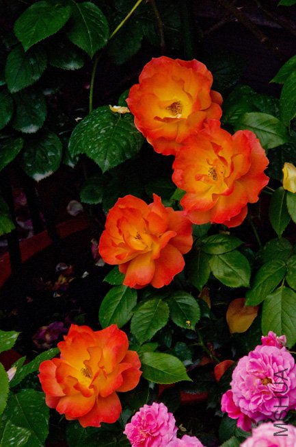DSC_0098b.jpg