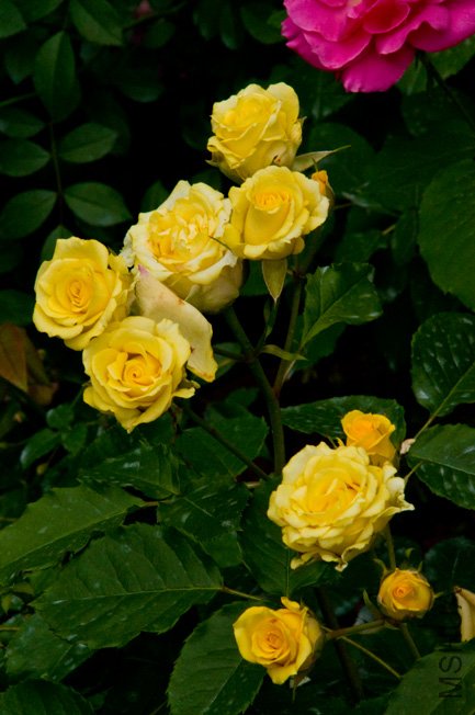 DSC_0100b.jpg