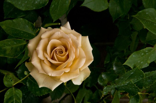 DSC_0115b.jpg