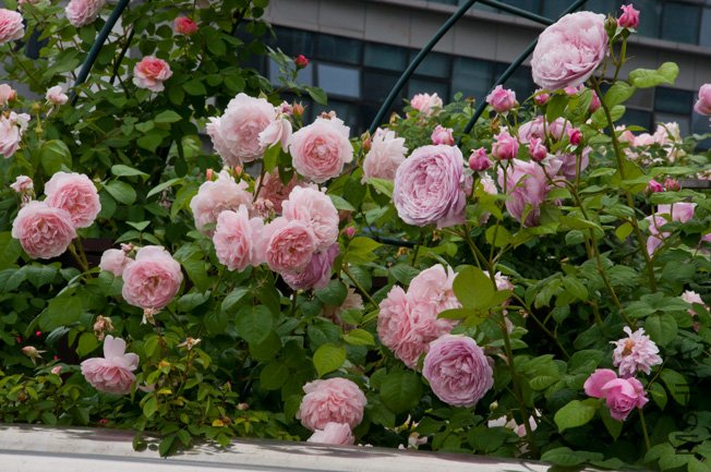 DSC_0106b.jpg