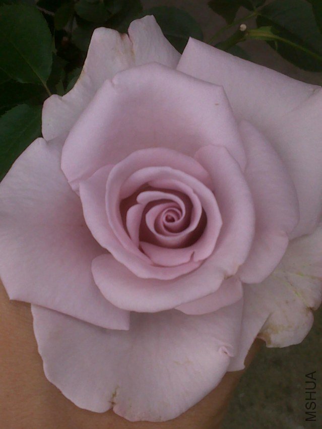 20120509572.jpg