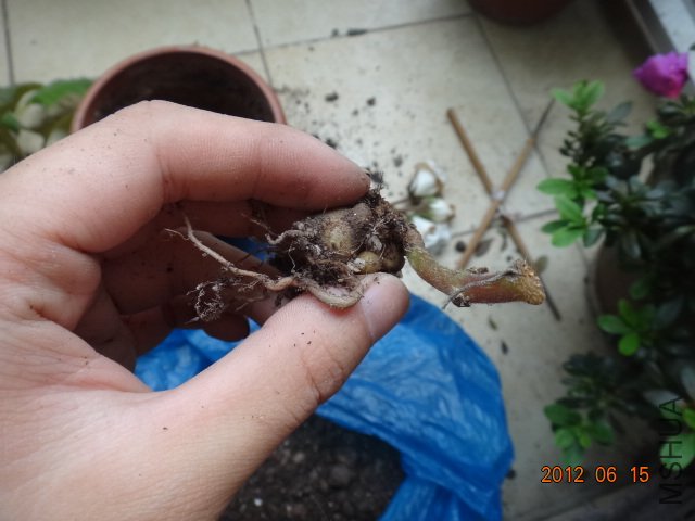 DSC00016.JPG