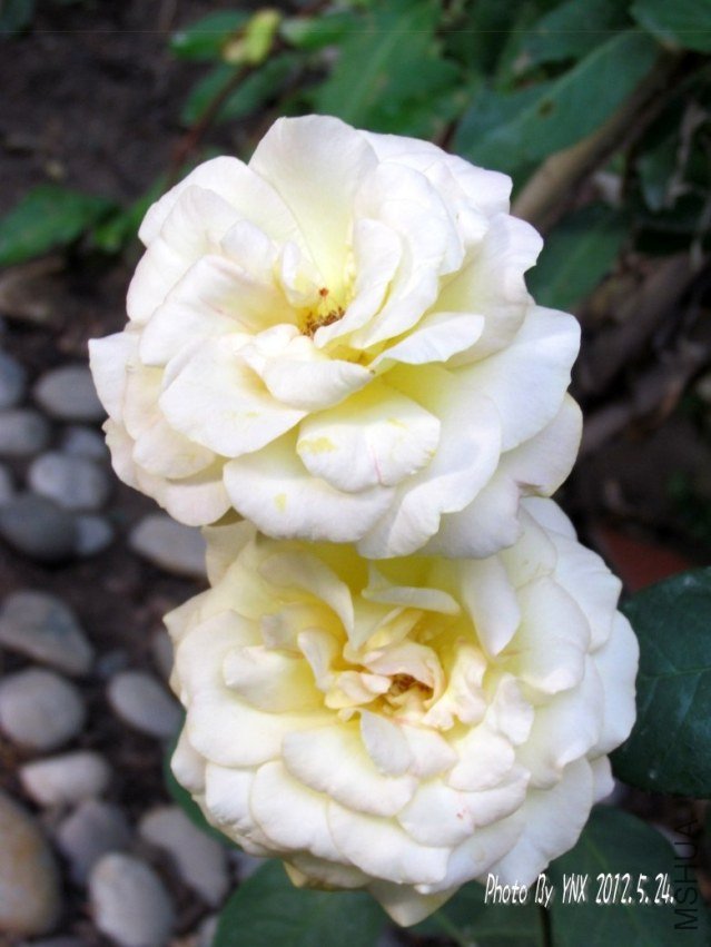 2012.5.24. 001_conew2.jpg