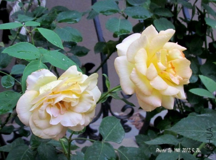 2012.5.24. 005_conew2.jpg