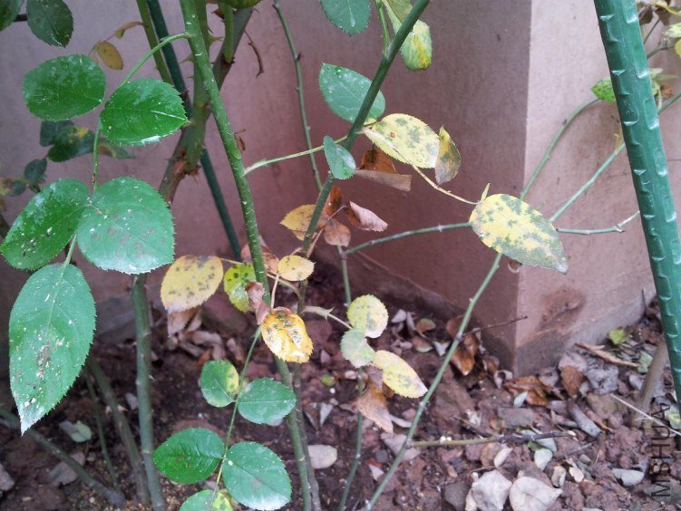 20120616_093540.jpg