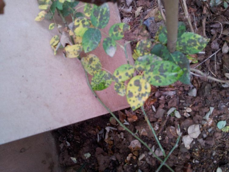 20120616_093437.jpg