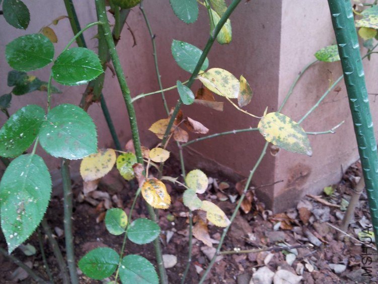 20120616_093450.jpg
