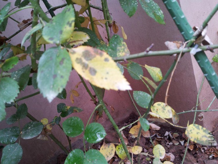 20120616_093510.jpg