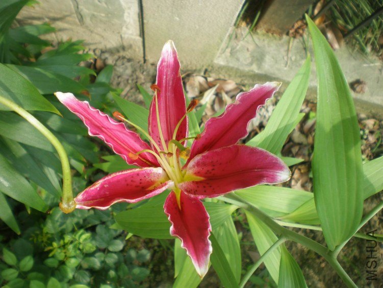 ������С P6150424.JPG