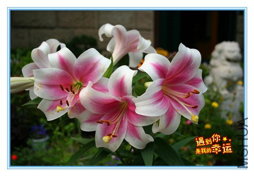 ��Ƭ 004_����.jpg