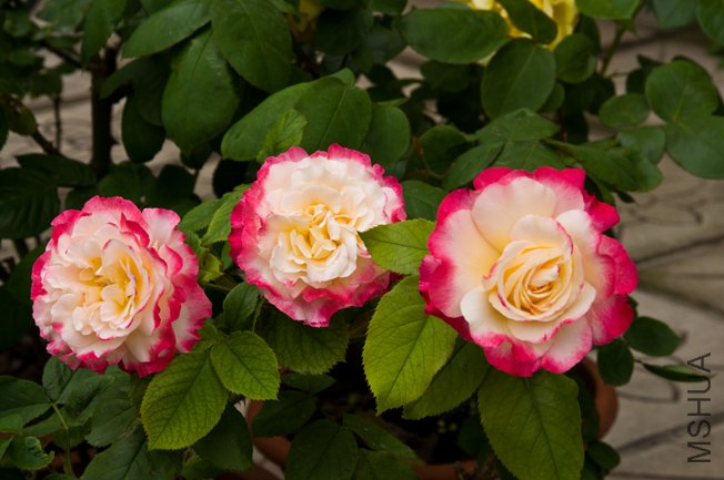 DSC_0003b.jpg