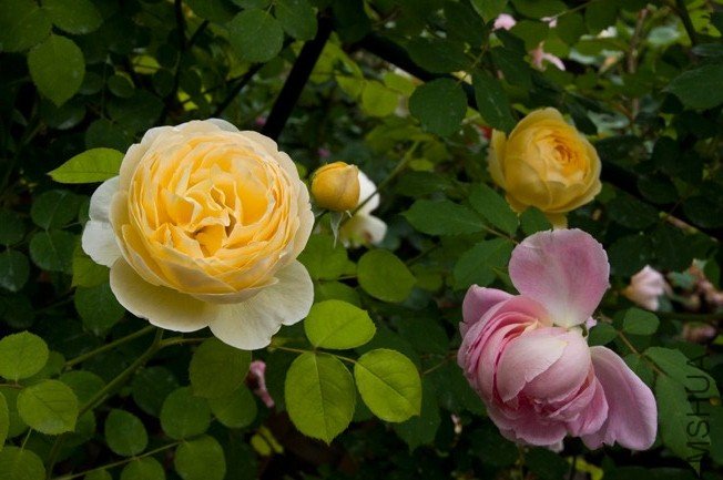 DSC_0006b.jpg