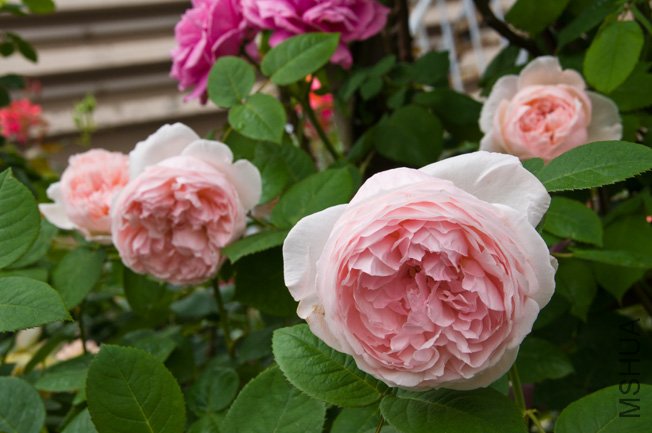 DSC_0013b.jpg
