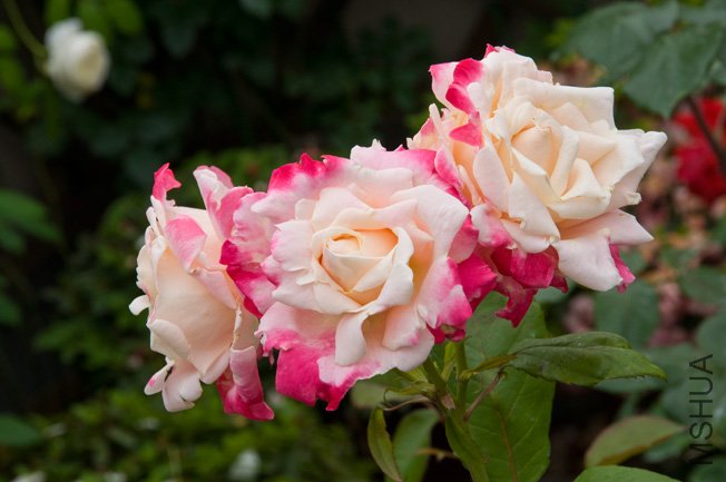 DSC_0014b.jpg