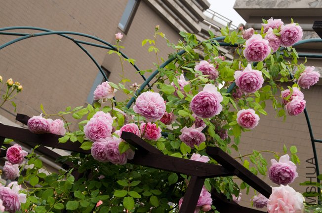 DSC_0017b.jpg