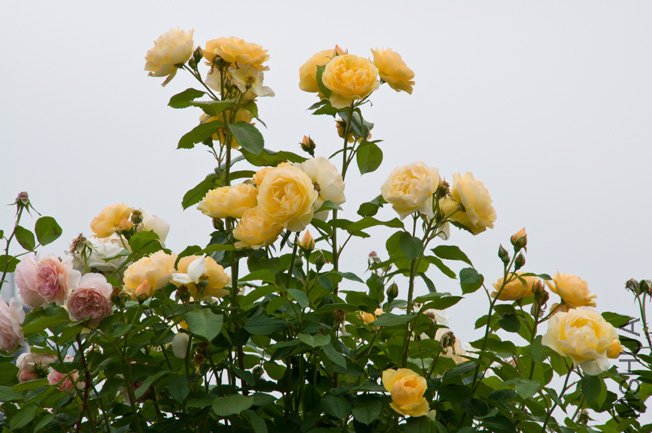 DSC_0028b.jpg