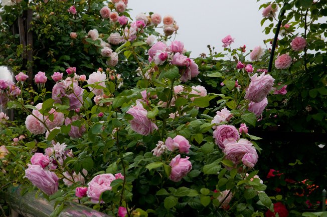 DSC_0046b.jpg
